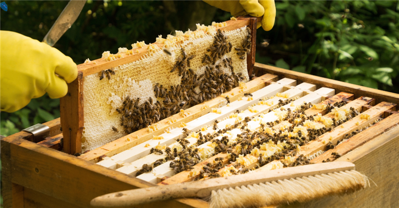 Bergamo | Bando API - Contributi a sostegno del settore apistico 2024